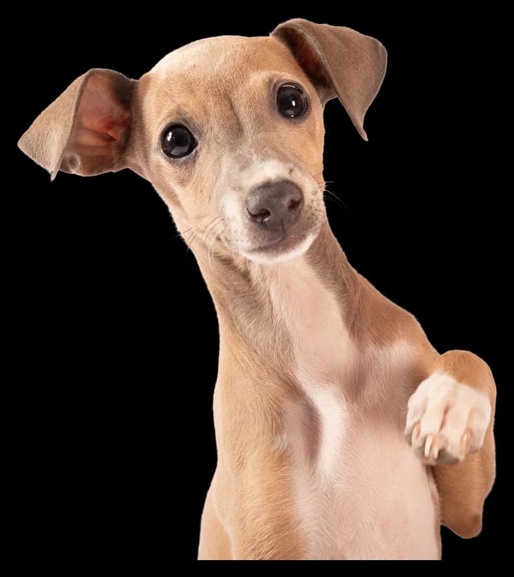 An Italian Greyhound puppy with one paw raised, looking gently into the camera