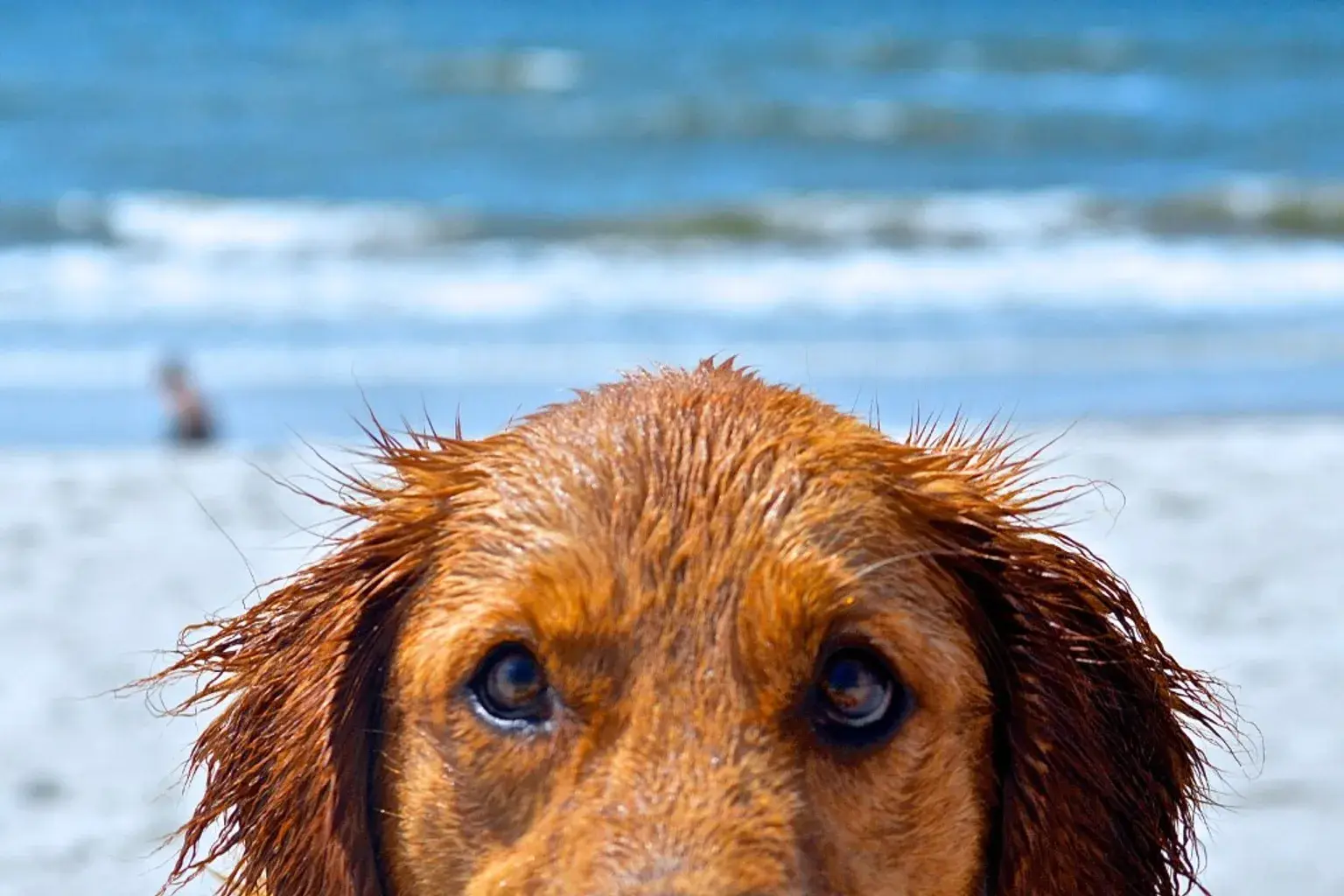 Beach days, but make it safe: summer essentials for dogs
