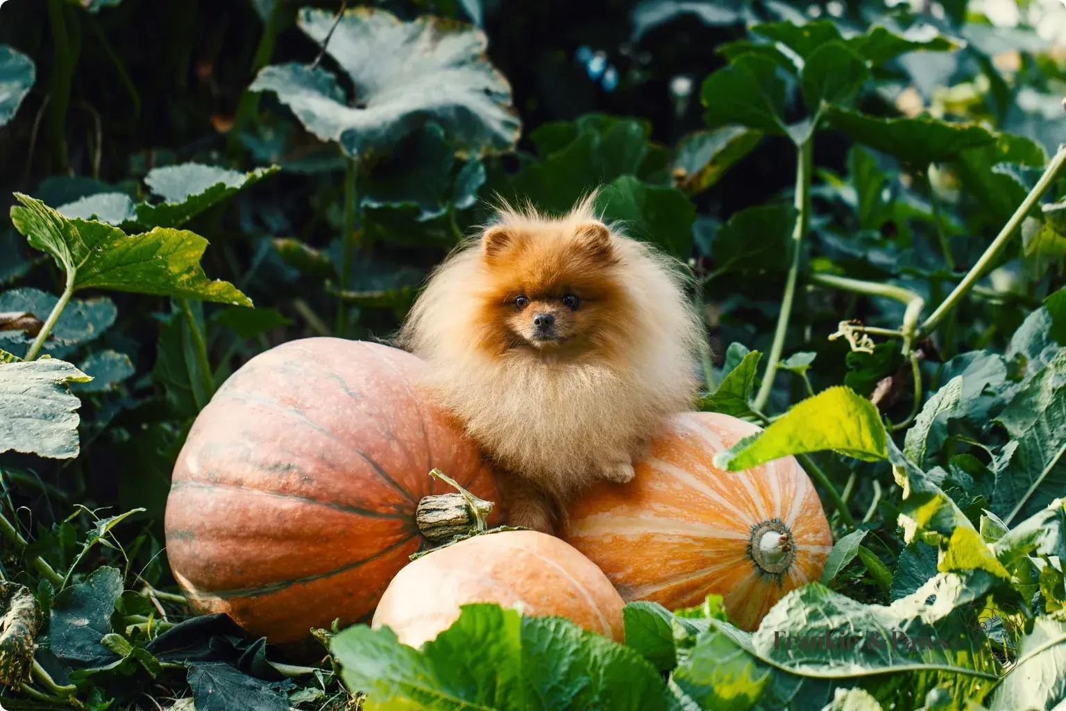 Can Dogs Eat Pumpkin? Benefits and How to Serve It Safely