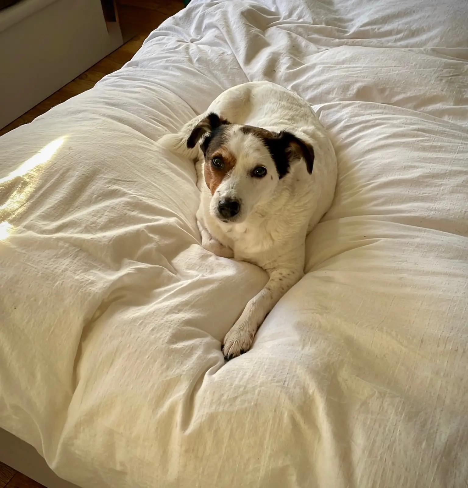 Frankie, the tricolour Jack Russell who started it all, curled on a sunlit white bed