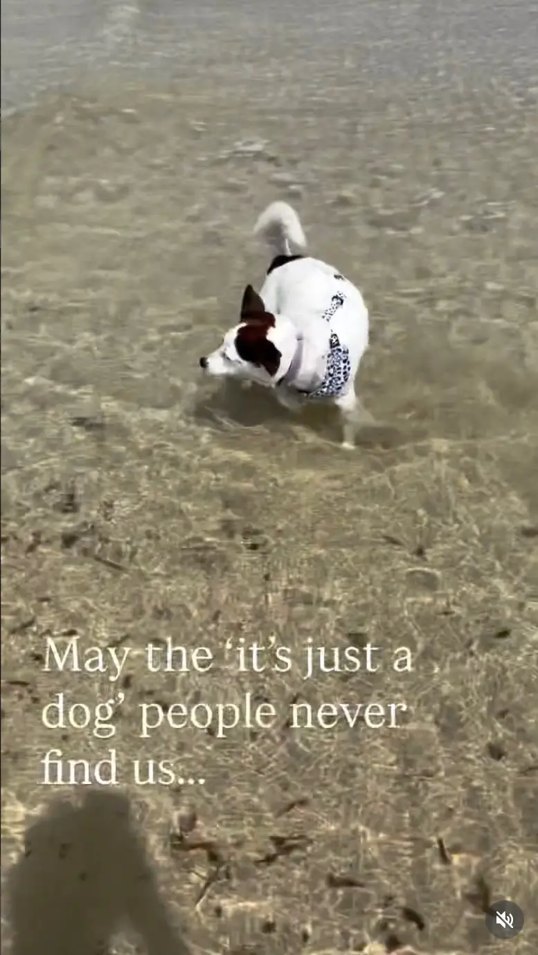 Frankie wading through clear shallow water — “may the ‘it’s just a dog’ people never find us”