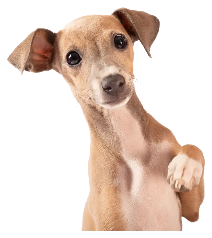 An Italian Greyhound puppy with one paw raised, looking gently into the camera