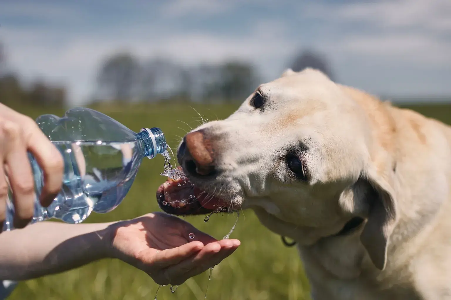 Signs of Dehydration in Dogs: Causes, Symptoms and What to Do