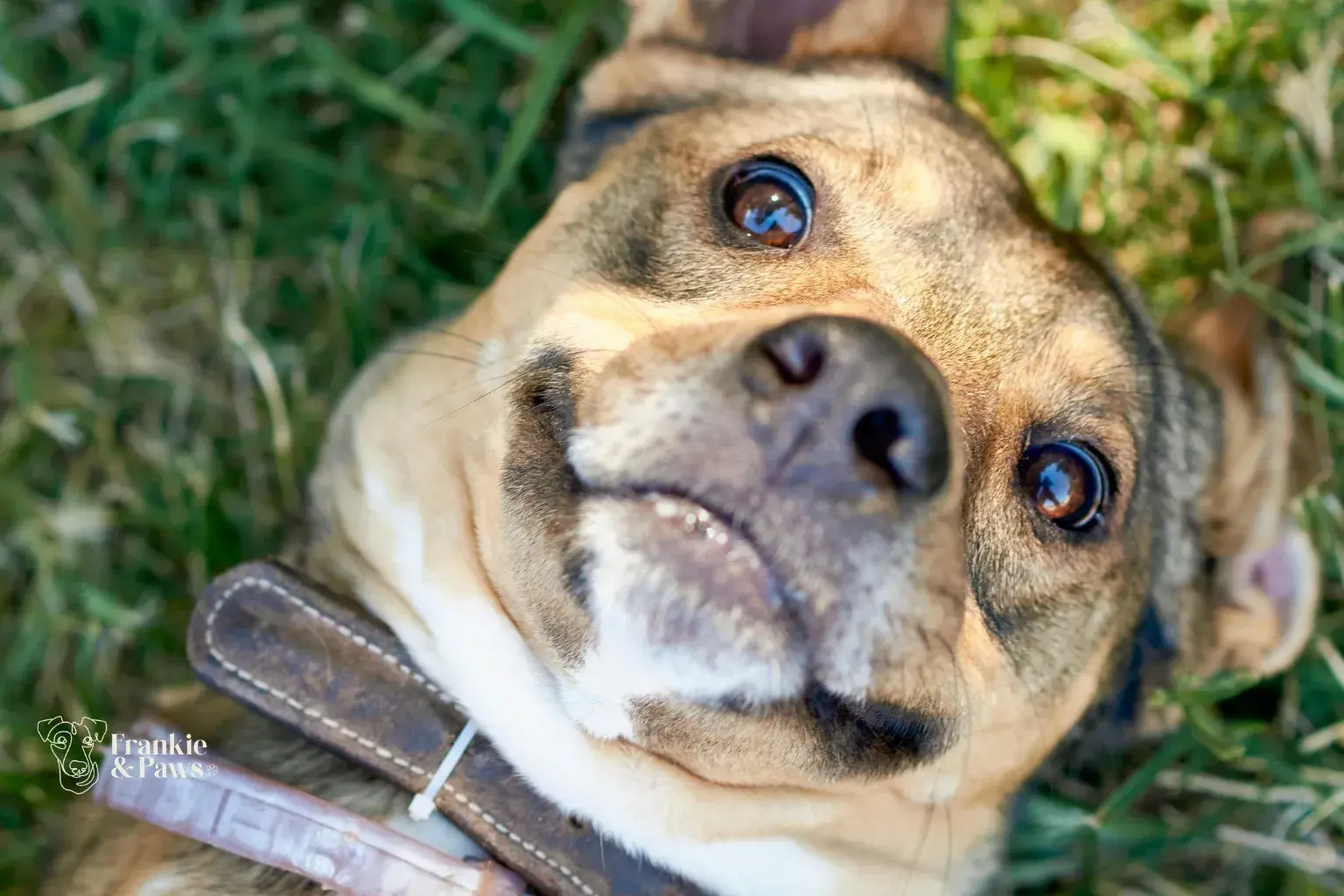 Summer & Your Dog's Gut: Why Hot Weather Can Upset Their Tummy