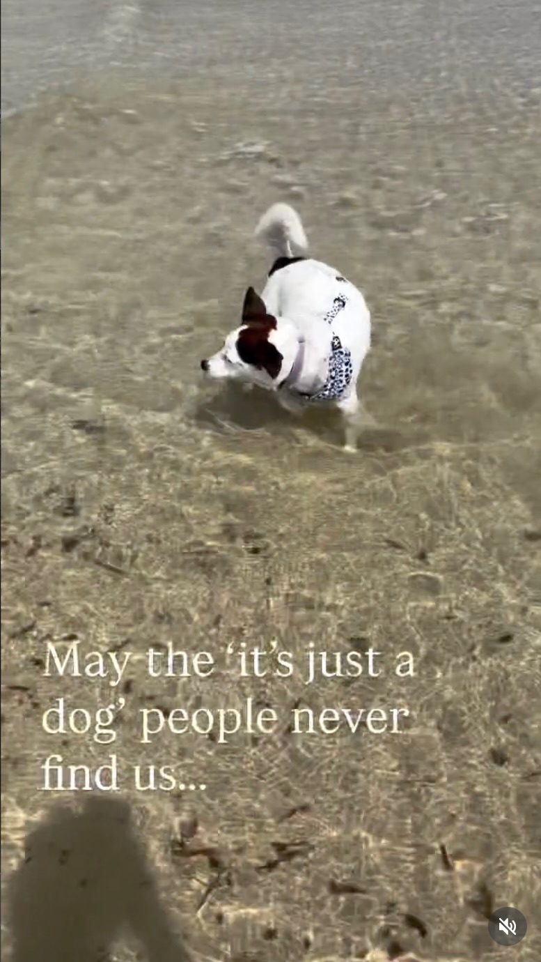 Frankie wading through clear shallow water — “may the ‘it’s just a dog’ people never find us”